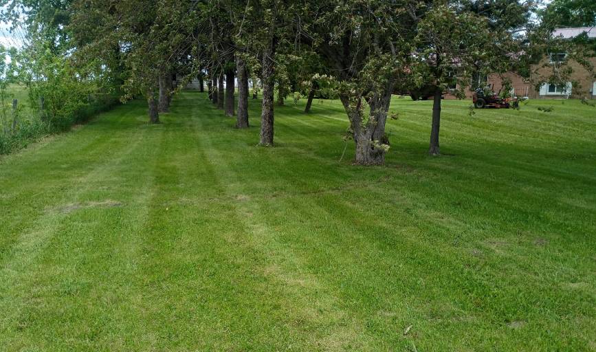 Lawn Mowing
