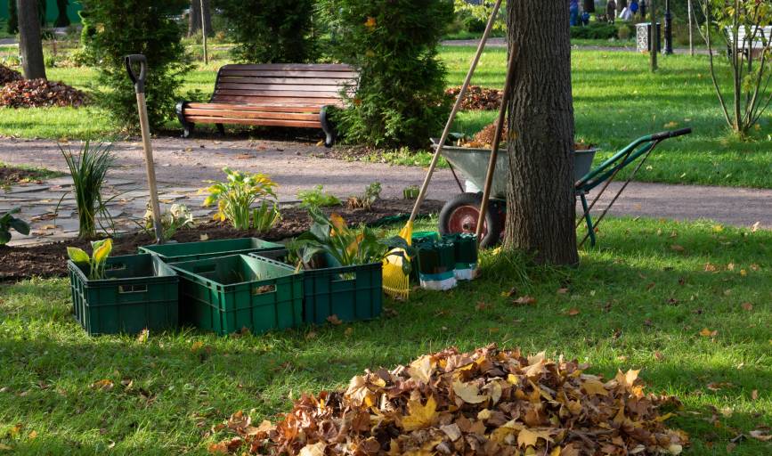 Yard Cleanup